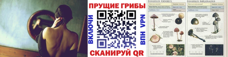 мега маркетплейс  Ядрин  Галлюциногенные грибы Magic Shrooms  закладка 